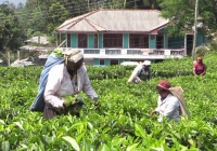 Teepflücker in Sri Lanka