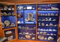 Fossilienausstellung im Museum