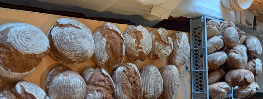 frisch gebackenes Brot aus dem Holzofen im Museum